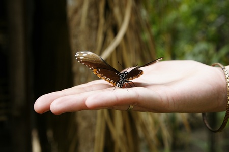 butterflies of tropical colorsの写真素材