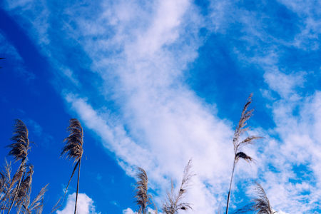 Oat and cereal branches with sky and cloudsの写真素材