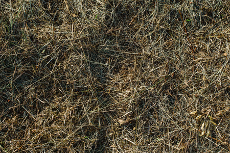 Green and brown grass and grass from aboveの写真素材