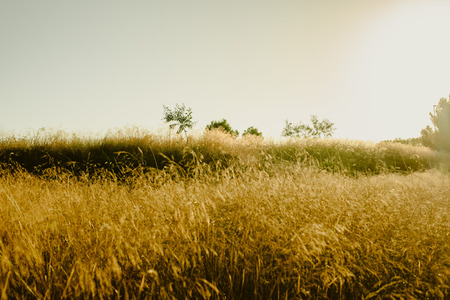 Field of spring flowers and green grass at sunsetの写真素材
