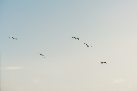 group of white seagulls flying against azl skyの写真素材