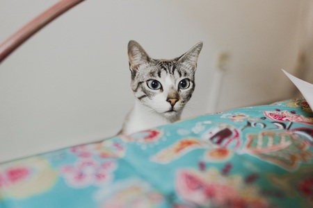 Calm pet cats, resting in a house with unfocused background.