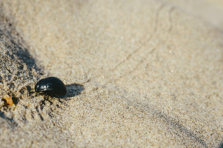 Beetle leaving footprints when walking on warm sand in some dunes in summerの写真素材