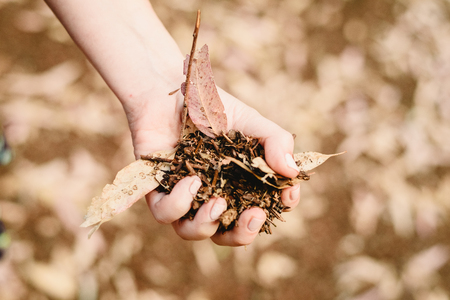 Hands with a handful of dried leaves and forest flowersの写真素材