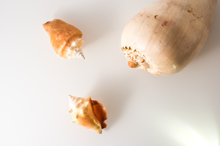 Group of seashells in studio with white background