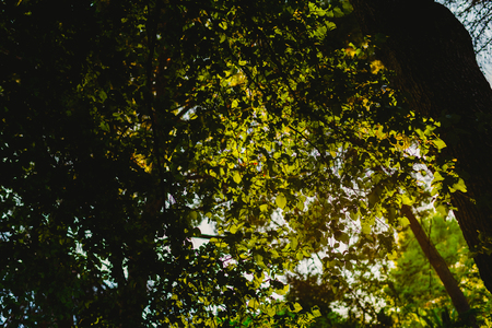 Forest at sunset with warm colors of summerの写真素材