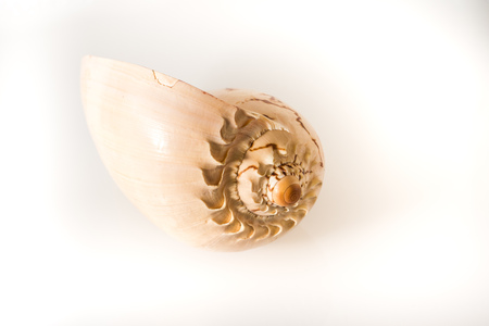 Large seashell studio with white background