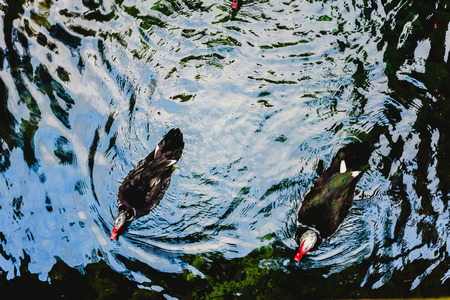 Transparent water of a stream and a lake in the green forestの写真素材