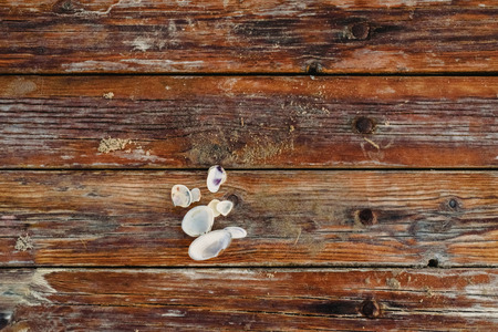 Seashells on wooden boards in summer, with space to write text.