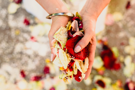 Woman's hands holding rose petalsの写真素材