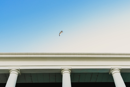 Seagull flying over an old building with large columns.