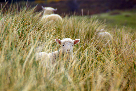 Lambs jumping among the grass in New Zealand.の写真素材