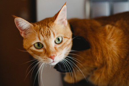 Beautiful face orange cat in the arms of its owner
