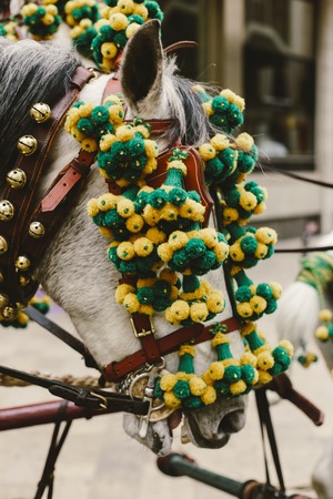 Head of Spanish race horses decorated with garlands.の写真素材