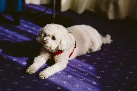 Young dog Bichon Frise inside a houseの写真素材