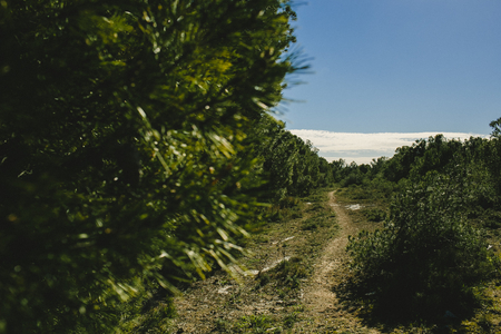 paisaje con pinos cielo y sol cÃ¡lidoの写真素材
