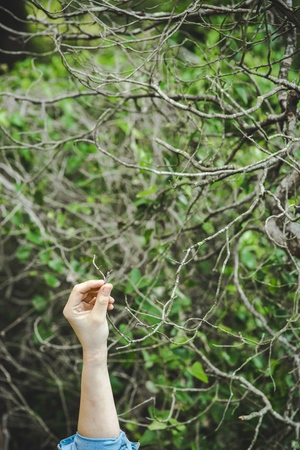 Hand reaching the highest branches of a tree.の写真素材