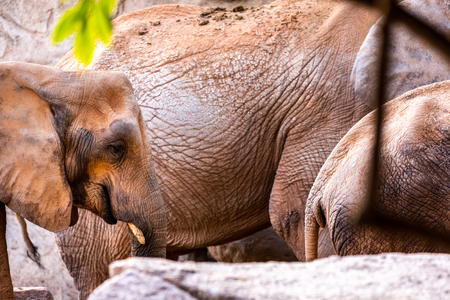 Pair of African savannah elephants, Loxodonta africana, strolling calmly.の写真素材