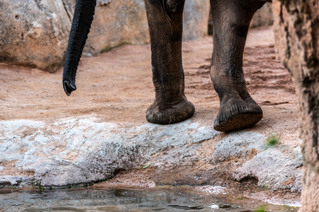 Huge feet of African savanna elephant, Loxodonta africana.の写真素材