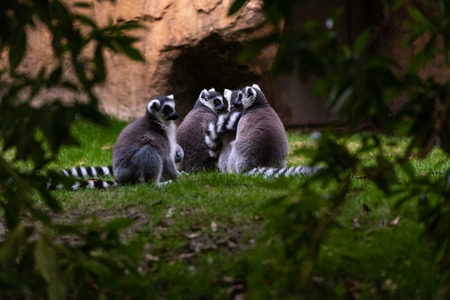 Group of ring-tailed lemur resting seen among trees in Madagasacar. Lemur catta Lemuridae.の写真素材