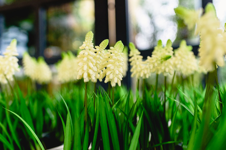 Flowers of plastic of intense colors to decorate the home.