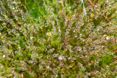 Top view of vertical moss leafiness on a rainy day.の写真素材