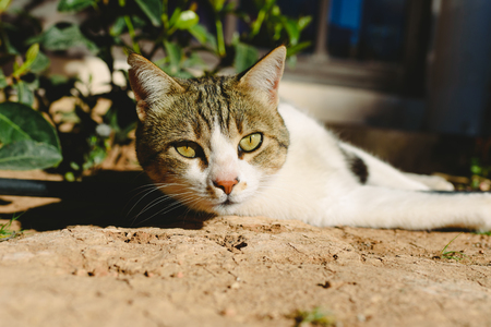 Stray cat lying down looking at camera.の写真素材