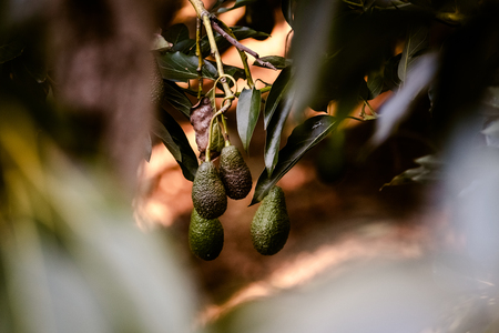 Group of avocado fruits in a tropical orchard.の写真素材