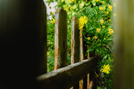 View through the aged wooden fences of a garden of yellow daisy bushes, Euryops pectinatus, during the spring.の写真素材