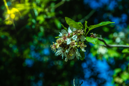 Detail branches of almond trees flowered with the first green almonds of the season.の写真素材