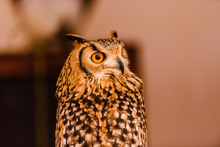 Portrait of a eagle owl, Bubo bubo, bright eyed captive at a falconry festival.の写真素材