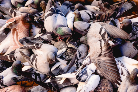 Group of pigeons pecking the ground unruly.