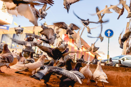 Valencia - spain, March 16, 2019: Group of pigeons startling scared while being disturbed while eating from the ground in a city.のeditorial素材