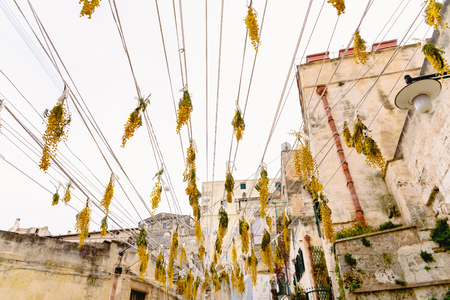Dry yellow flowers, hanging on ropes, in the Italian city of Matera.の写真素材