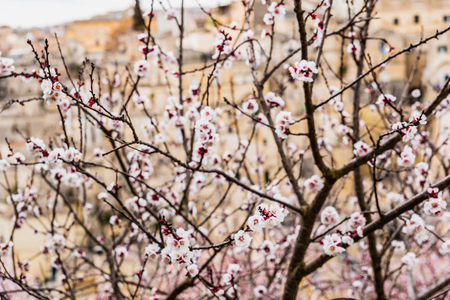 Flowering almond trees during the spring in a Mediterranean city, ideal for a soft background.の写真素材