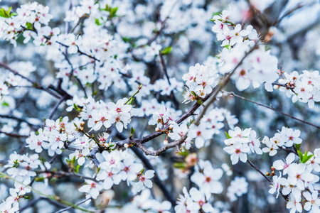 Flowering almond trees during the spring in a Mediterranean city, ideal for a soft background.の写真素材