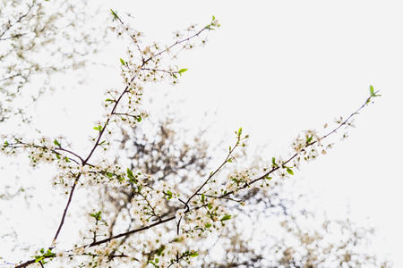 Branches of tree in bloom in spring with cloudy sky background.