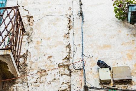 Pigeon perched on the wall of an old abandoned house in an Italian city.のeditorial素材