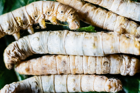 Group of silk worms, Bombyx mori, seen from above eating mulberry leaves.の写真素材
