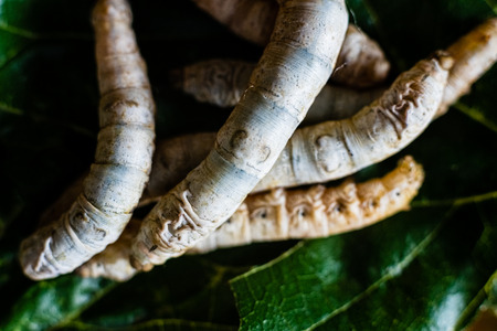 Group heads of silk worms, Bombyx mori, eating mulberry leaves with their sharp teeth.の写真素材