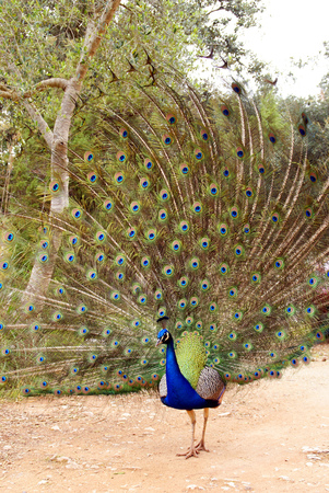 Vertical photo of a colorful peacock with all its tail unfolded showing its long feathers to visitors.の写真素材