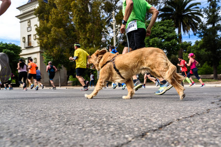 Valencia, Spain - May 19, 2019: Dog running next to his caretaker in a walking race exercising.のeditorial素材