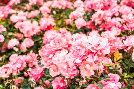 Bush with many pink roses freshly flowered after the spring rains.の写真素材