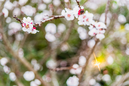 Flowering almond trees during the spring in a Mediterranean city, ideal for a soft background.の写真素材