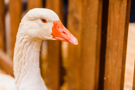 Head and long neck of geese near the fence of a farm.の写真素材