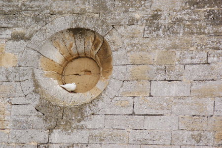 White dove perched in the hollow of a round window of a stone wall, photo with copy space and negative space to place text.のeditorial素材