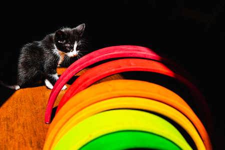 Little kitten, house pet, just sitting on the ground.の写真素材