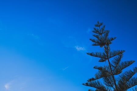 Intense blue sky background with a fir tree, copy space.の写真素材