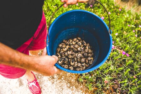 Farmer shows a bucket full of harvested snails to cook them.の写真素材