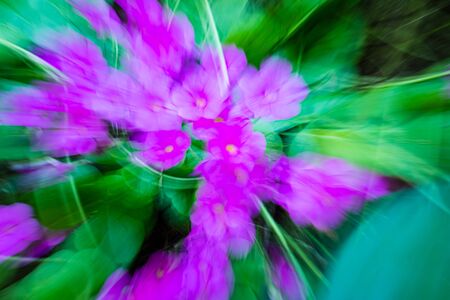 Background of unfocused flowers with zooming, pink and green colors.の写真素材